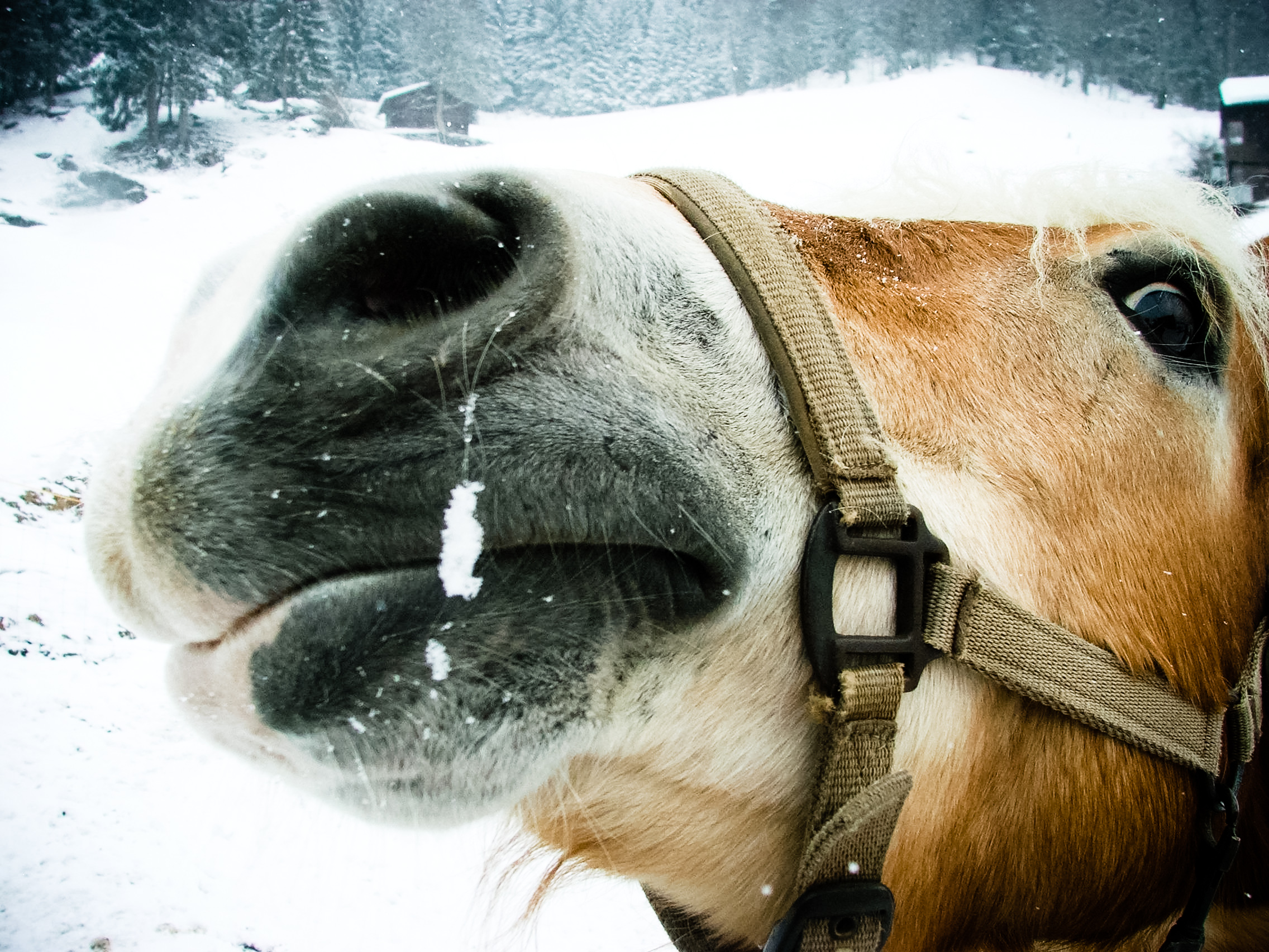 stockvault-horse-in-the-snow132351.jpg